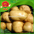 China atacado de batatas frescas, saborosa polland batata russet batata